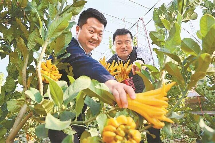 甘州区大力引进种植佛手瓜等南方水果，发展特色农业产业。甘州区委宣传部供图