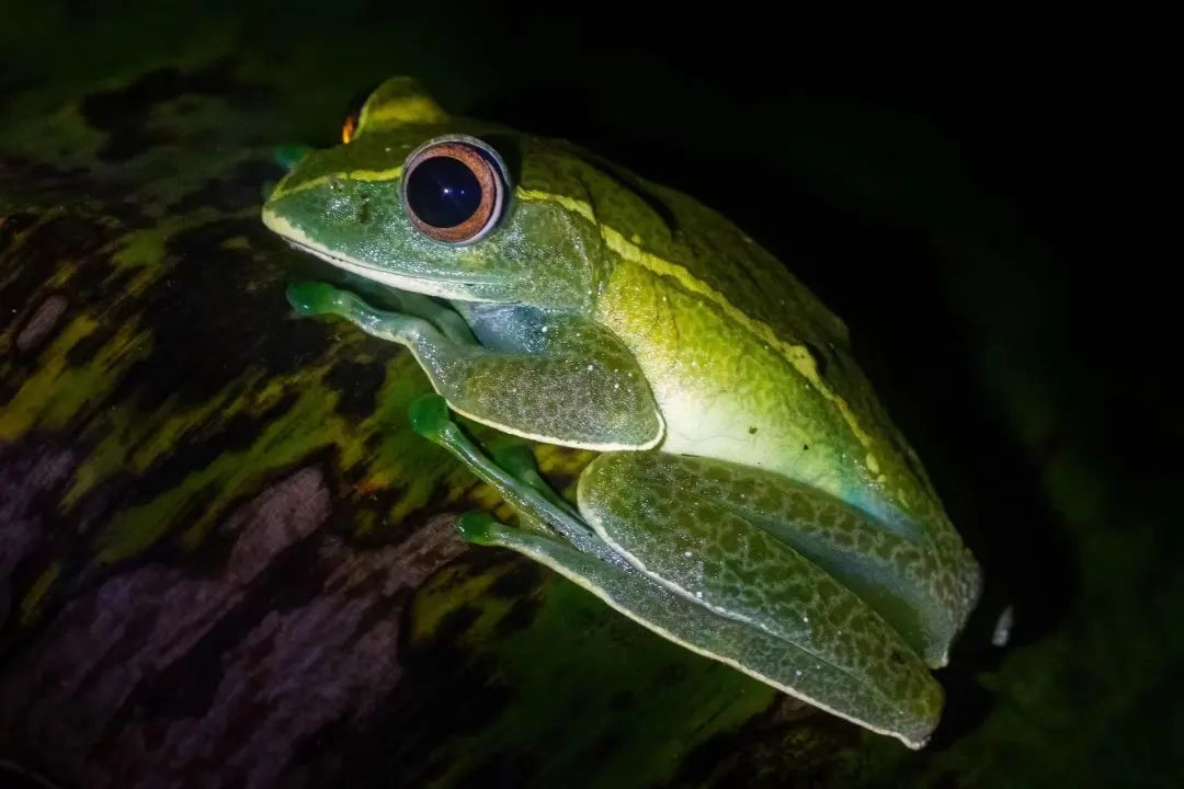 大自然才是它们的家 © Antonio Busiello / WWF-US