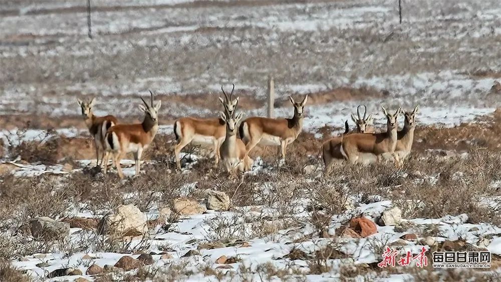 山丹县东乐北滩 郭正贤 摄