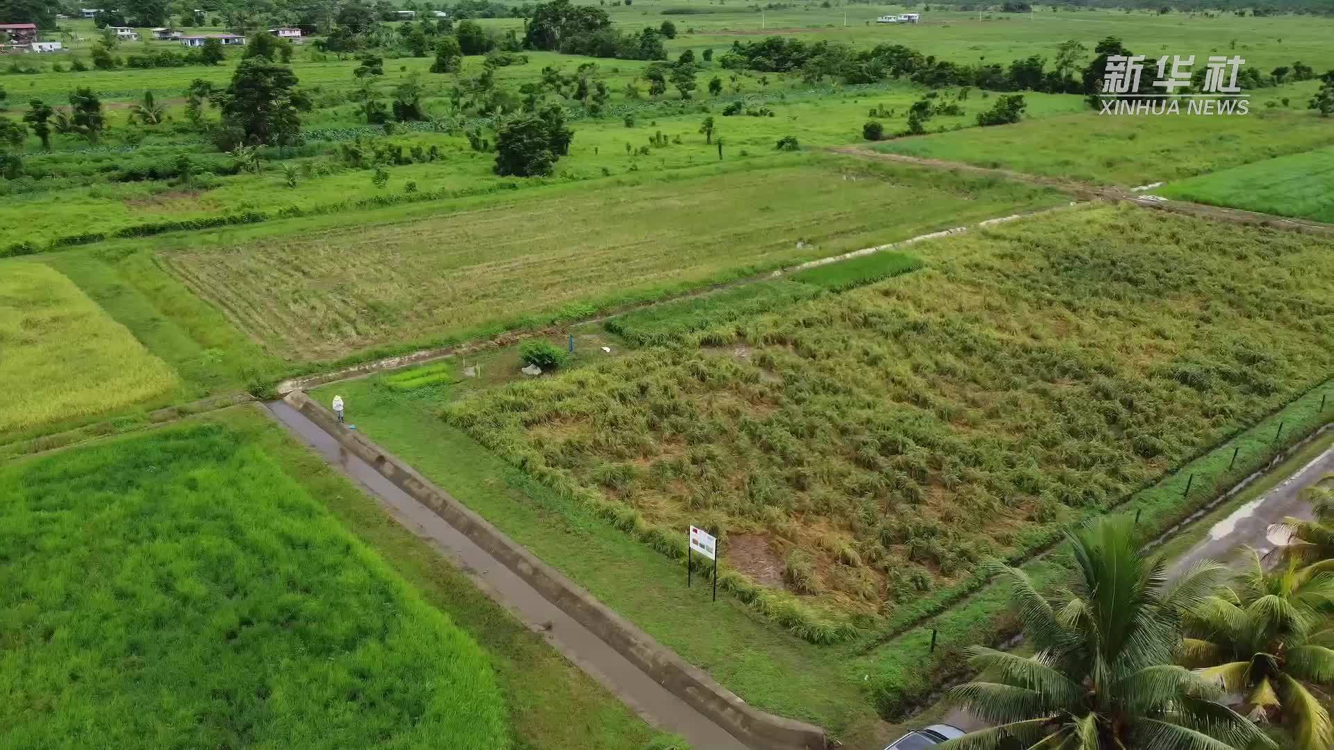 中国水稻专家助力斐济大米自给计划