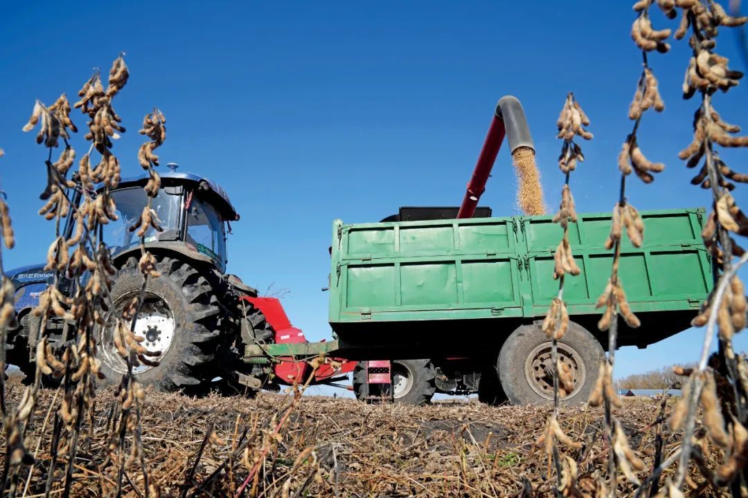 2023年10月11日，富锦市一大豆地块的地头，收割机卸下刚收获的大豆。图/新华