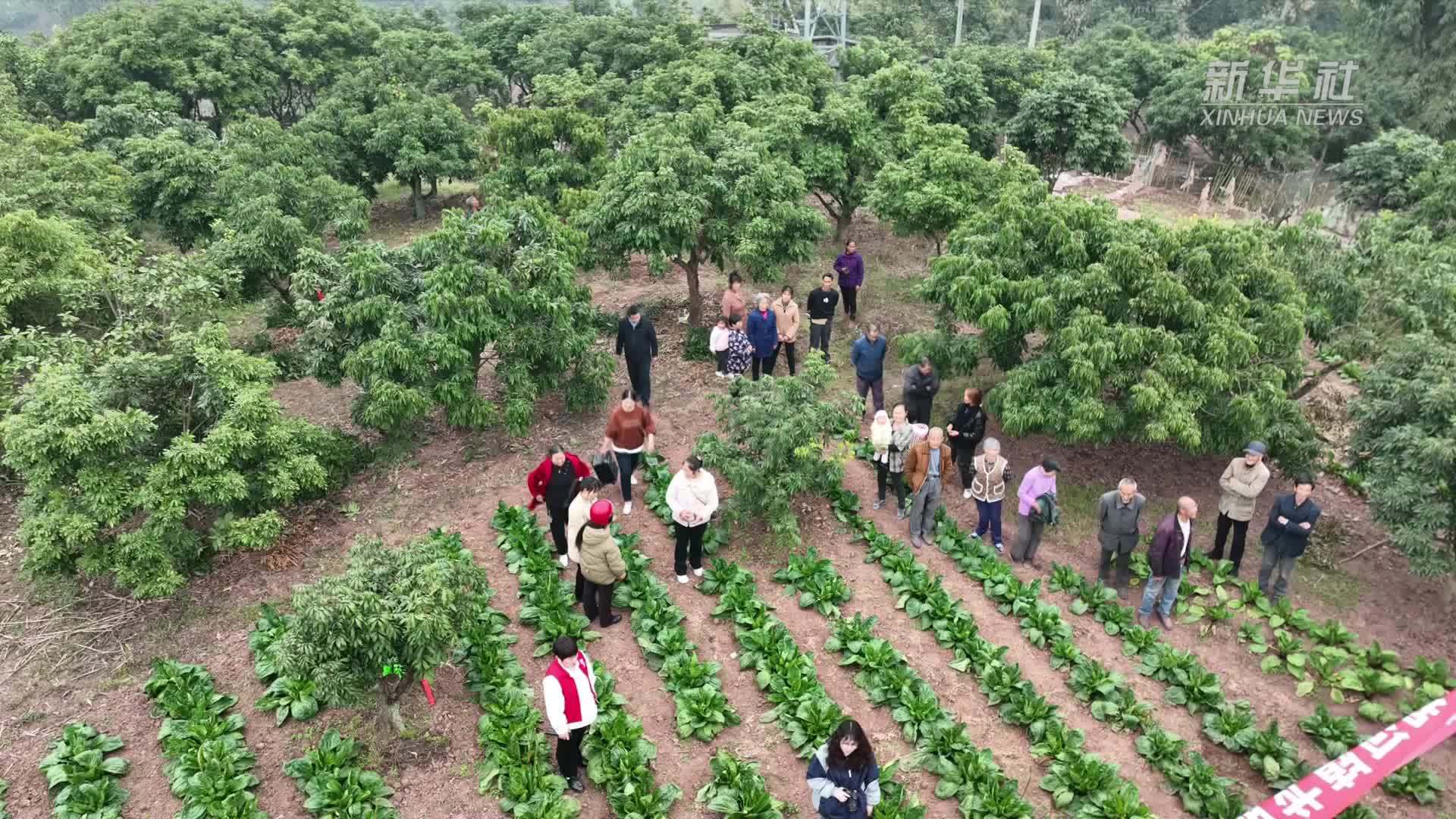 四川泸县：培训进果园 实操助增收