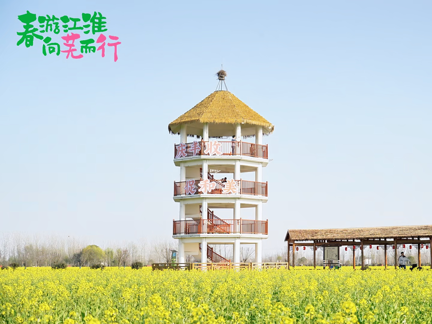 #春游江淮 #春游江淮向芜而行 鲜花覆盖大地,来芜湖体验一场春天之旅_凤凰网视频_凤凰网