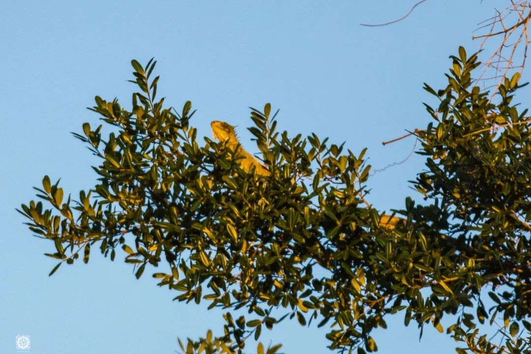 守护生物多样性之美 © Frederico Viana / WWF