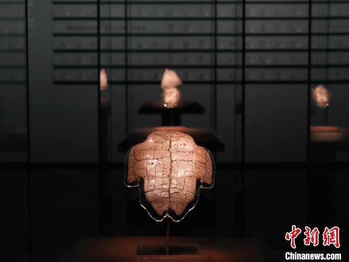 2月26日，位于河南安阳的殷墟博物馆新馆展出甲骨片。　中新社记者 阚力 摄