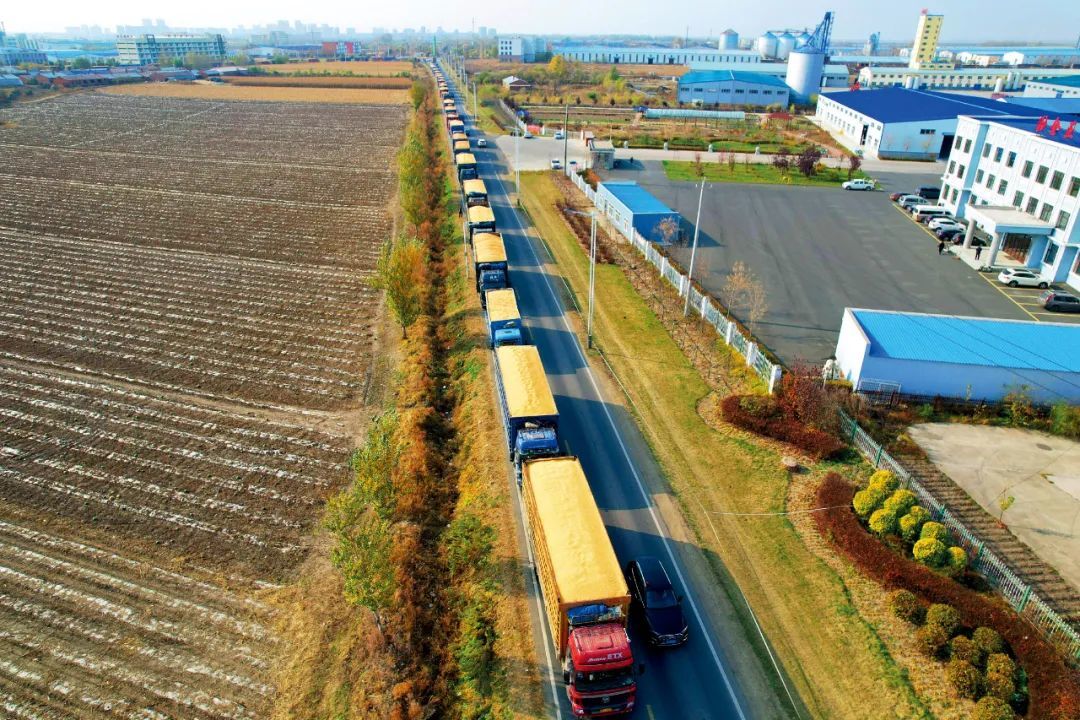 2023年10月24日，黑龙江富锦市，送粮车将粮食运往一大型粮食仓储加工企业。