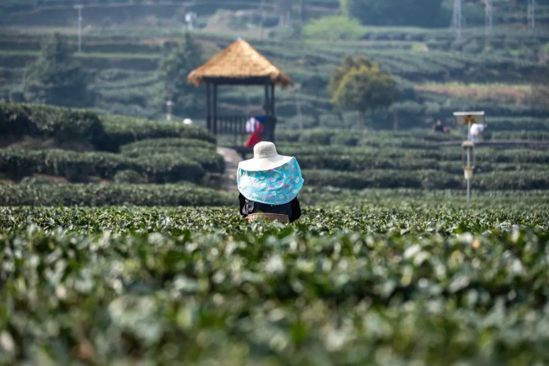 △夹关古镇周边高低起伏的茶田。（图/图虫创意）