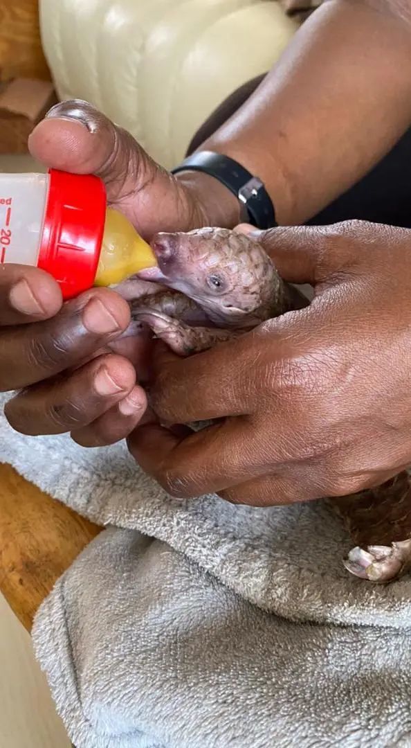 两张版权均为 © WWF KAZA