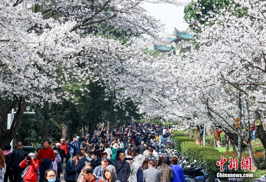 武汉大学樱花绽放即将进入盛花期