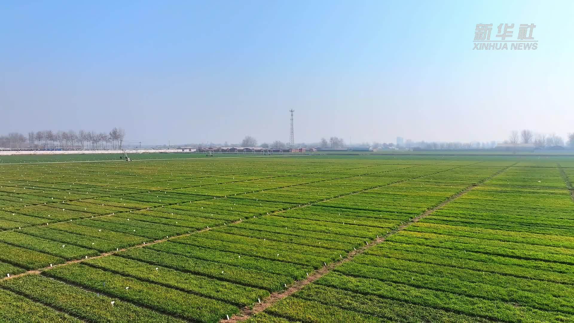 河北辛集:加快建设高标准农田促进粮食增产增收_凤凰网视频_凤凰网