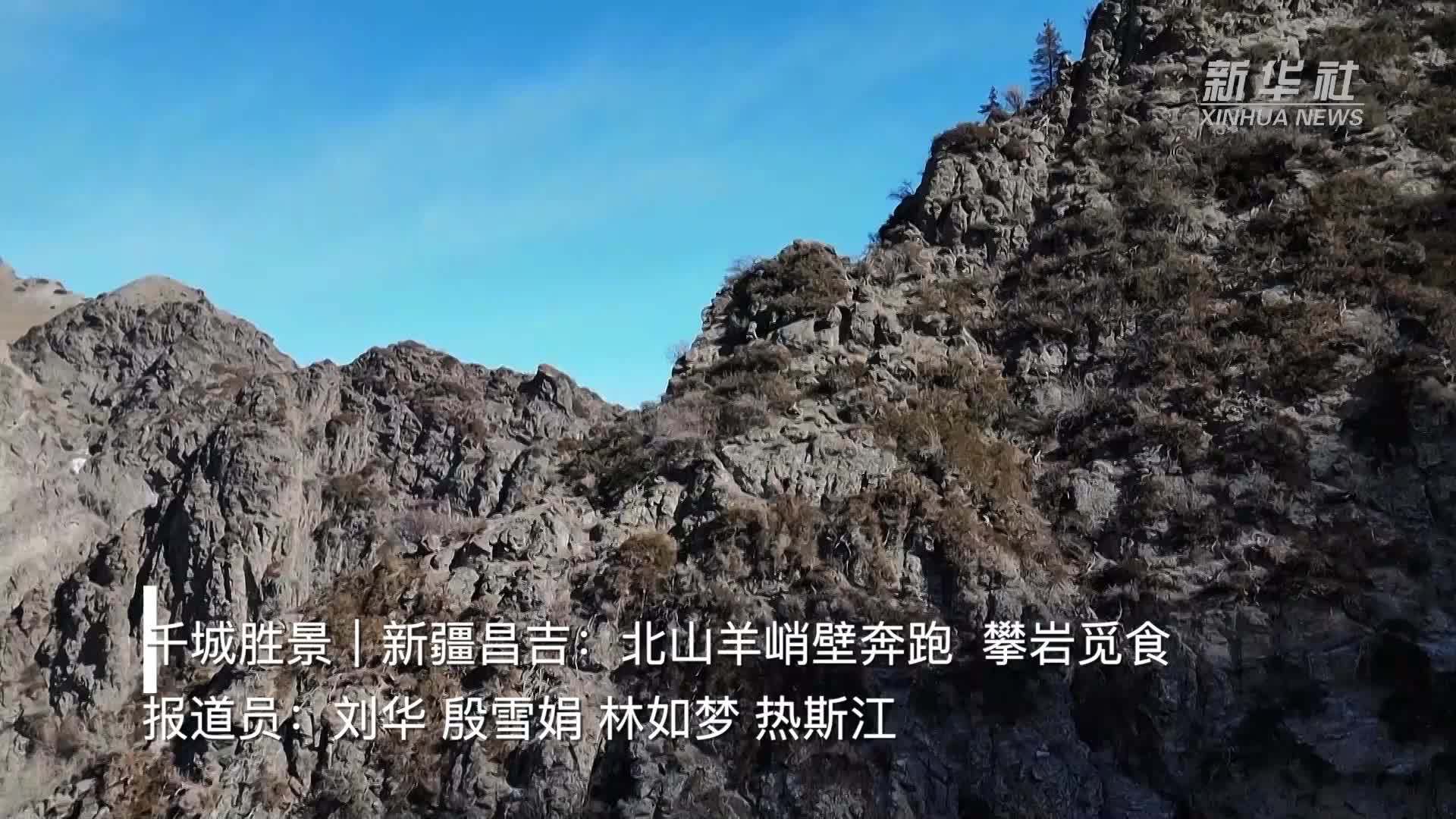 千城胜景｜新疆昌吉：北山羊峭壁奔跑  攀岩觅食