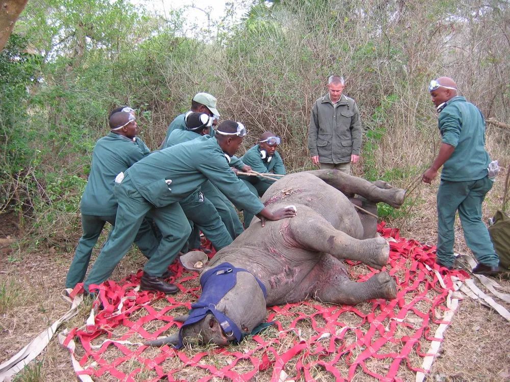 为黑犀牛迁移做准备工作 © WWF / Ezemvelo KZN Wildlife