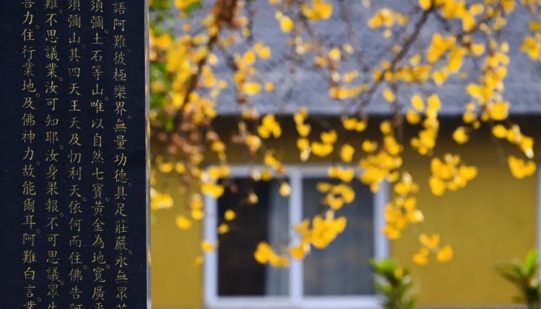 厦门云游寺院摄影展｜古运河畔文峰寺，低调地美了千百年