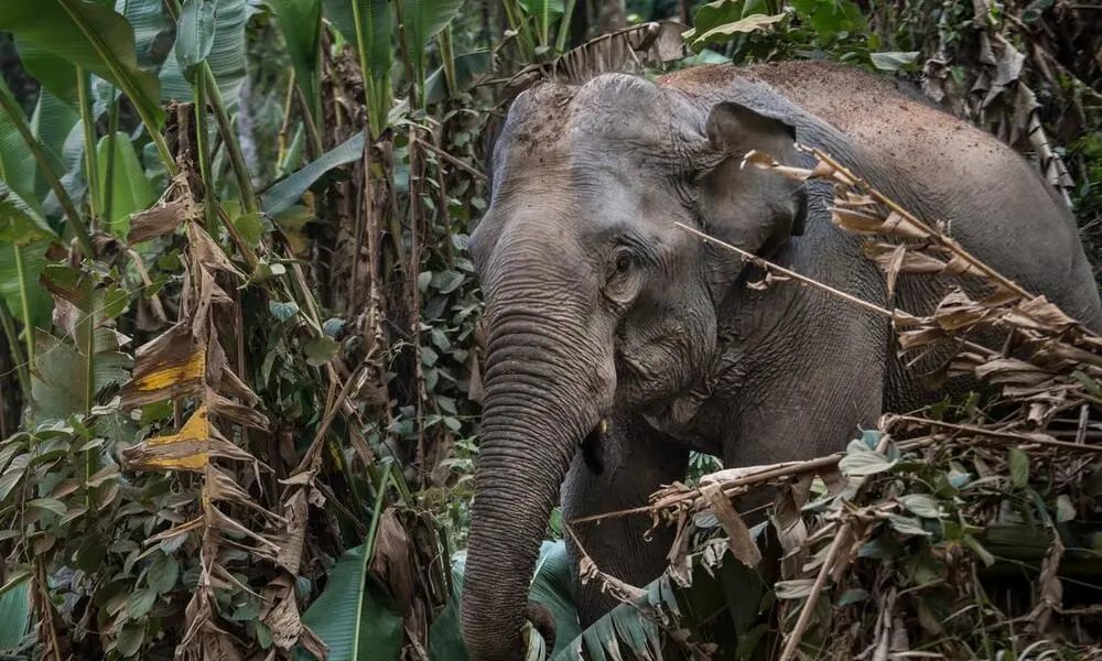 © Minzayar Oo / WWF-US