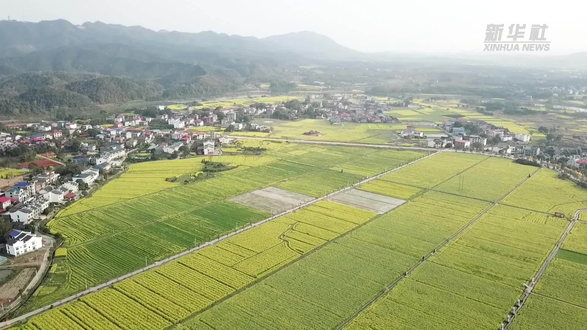 湖南安仁：春分“赶分社”推动中医药文旅融合