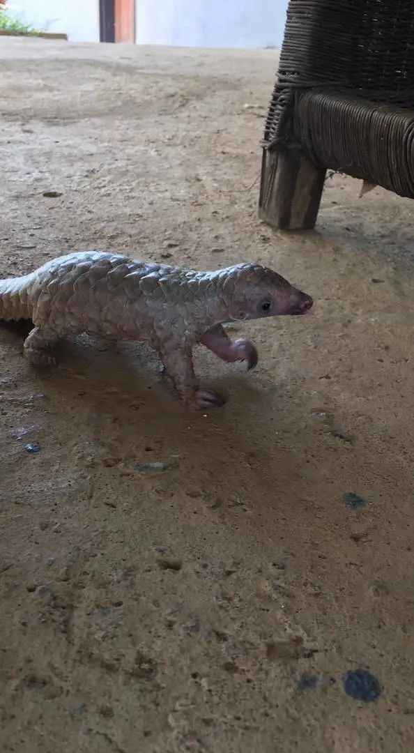 两张版权均为 © WWF KAZA