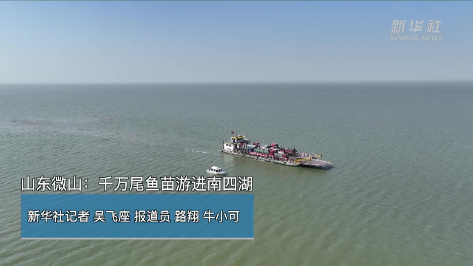 山东微山：千万尾鱼苗游进南四湖