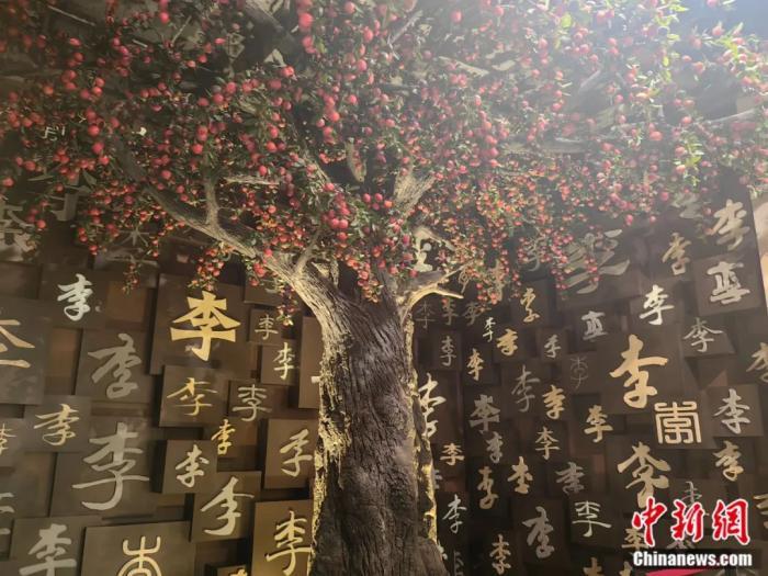 鹿邑老子文化博物馆内的“李树”。刘鹏 摄