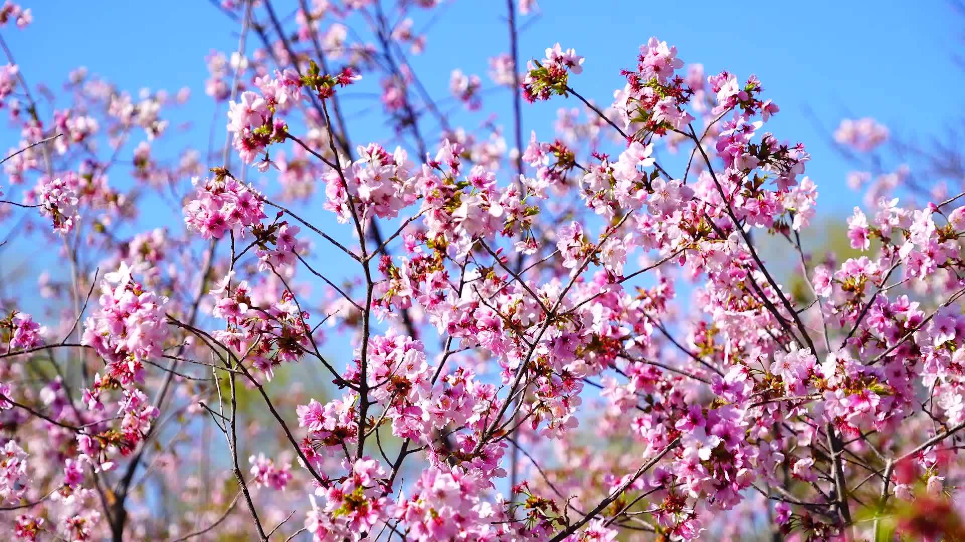 北京玉渊潭公园开启樱花观赏季 多品种樱花同期争艳