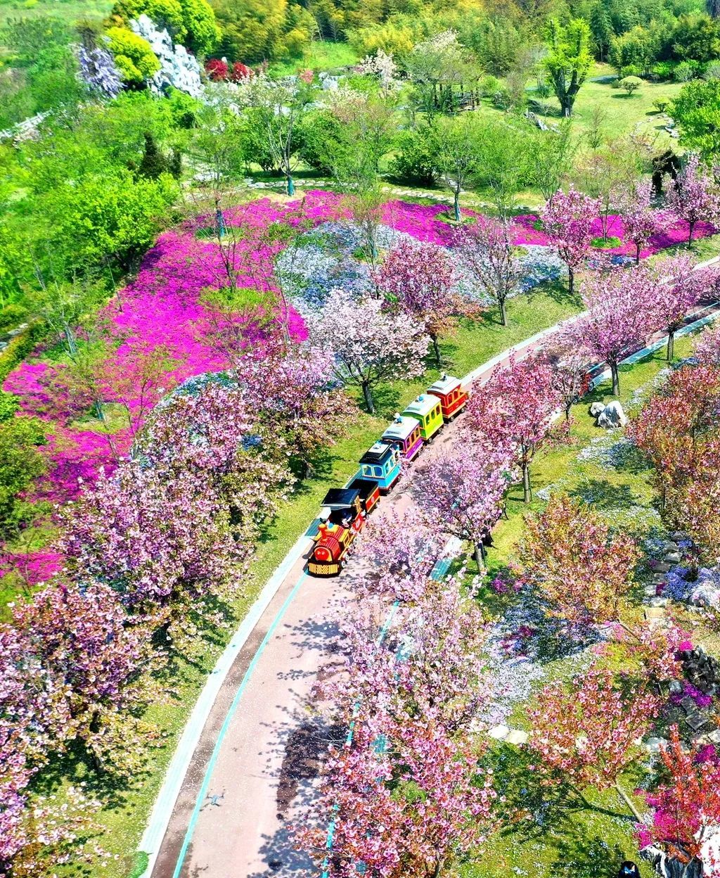 洲际绿博园樱花大道（资料图）
