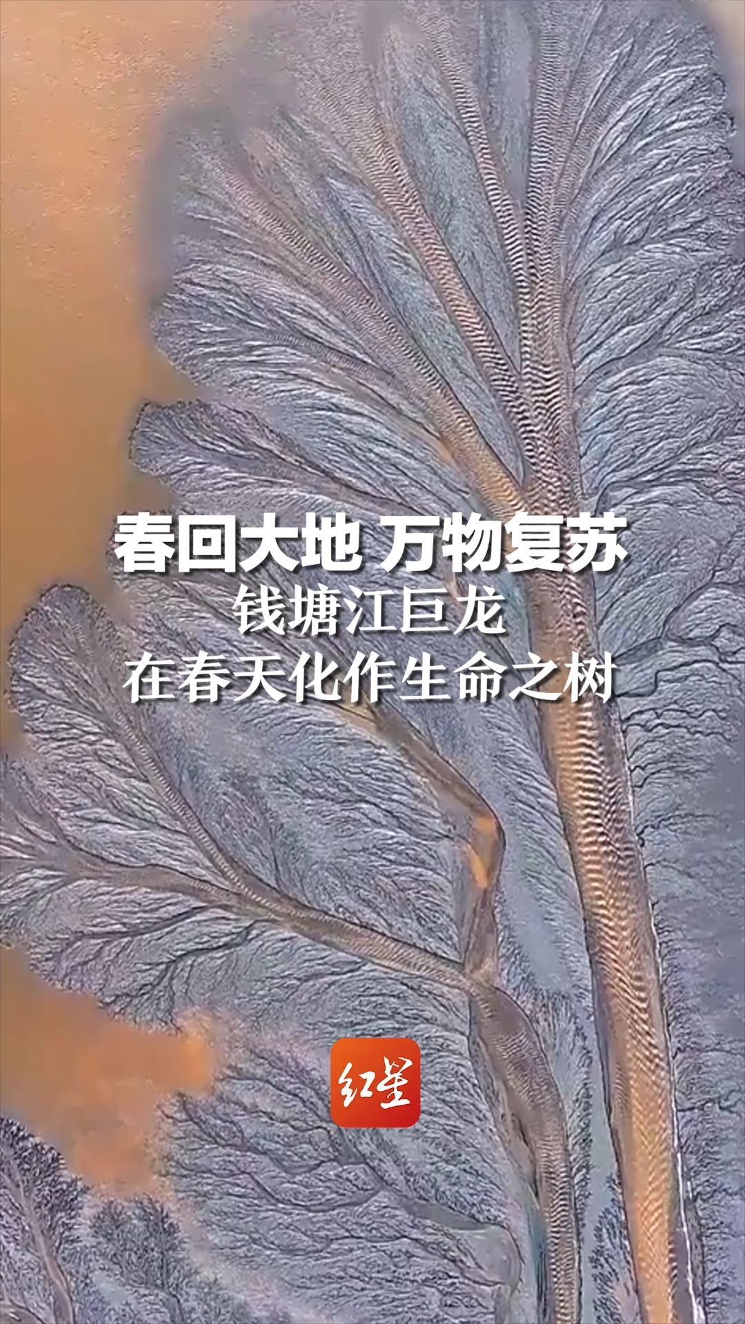 春回大地万物复苏钱塘江巨龙在春天化作生命之树