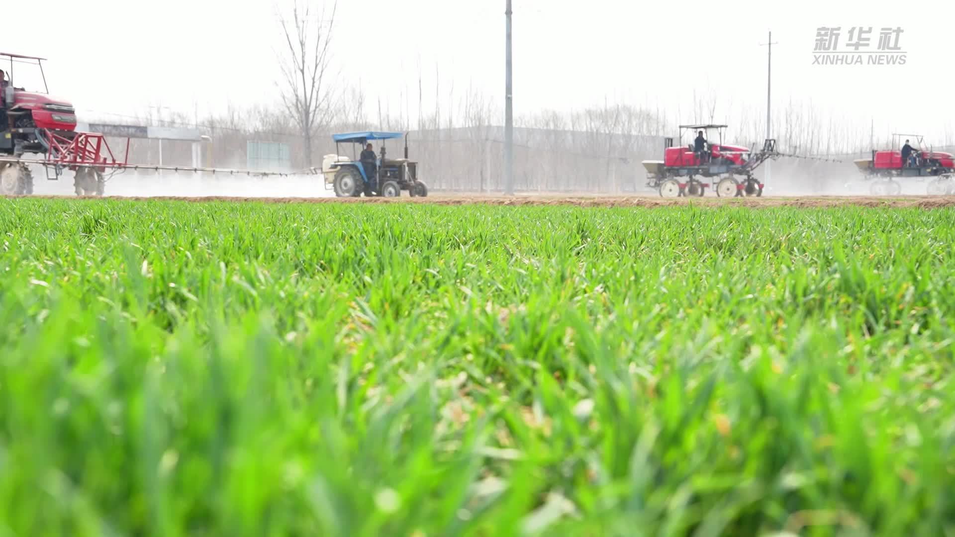 山东加强病虫草害防治助力夏粮丰产丰收