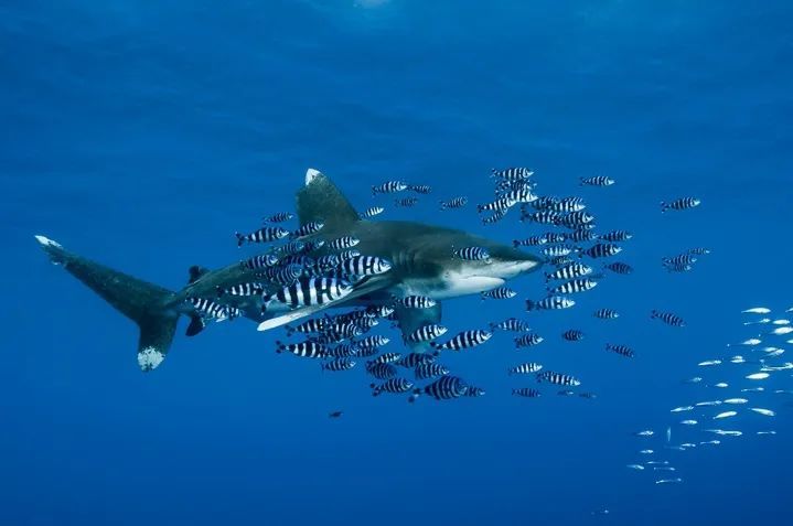 埃及红海,一头远洋白鳍鲨游过© Alexis Rosenfeld