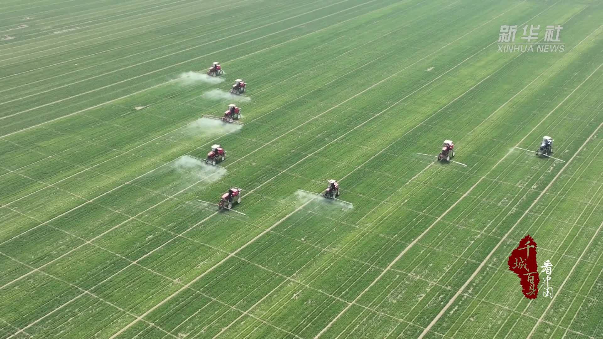 千城百县看中国丨河北赵县：人勤春来早 小麦田管忙