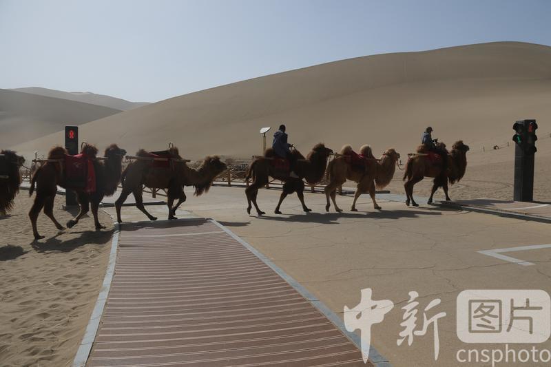 2024年3月18日，农户在甘肃省敦煌市鸣沙山月牙泉景区驼运线路上训练骆驼，让其熟悉驼运线路。