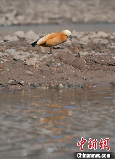 赤麻鸭在河岸沐浴阳光。刘栋 摄