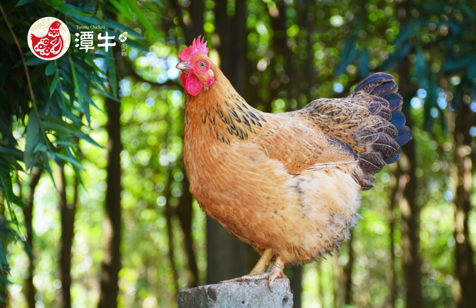 开启供港新篇章，海南（潭牛）文昌鸡产业迈向国际舞台