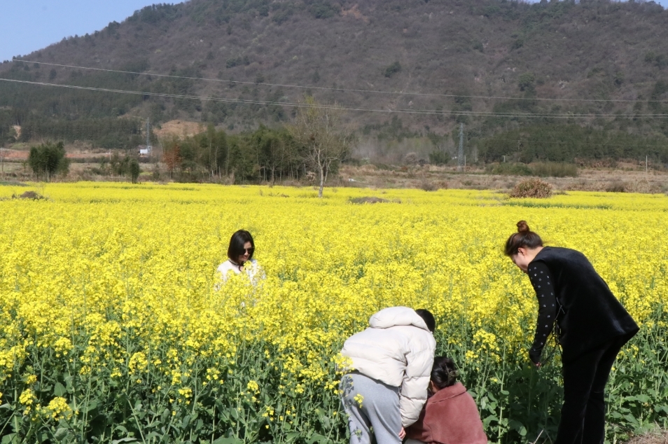 浮梁县瑶里镇六千余亩油菜花开似锦