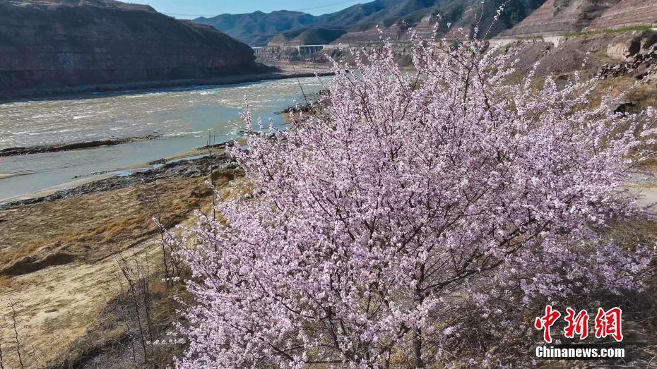黄河壶口瀑布迎来“桃花汛”