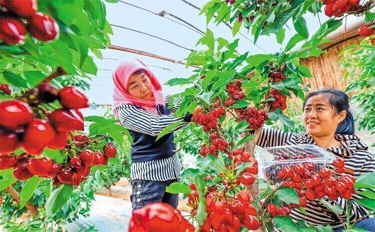 临泽县板桥镇从广西引进种植优质樱桃，吸引众多游客和客商前来采摘、订购。新甘肃&middot;甘肃日报通讯员　王将