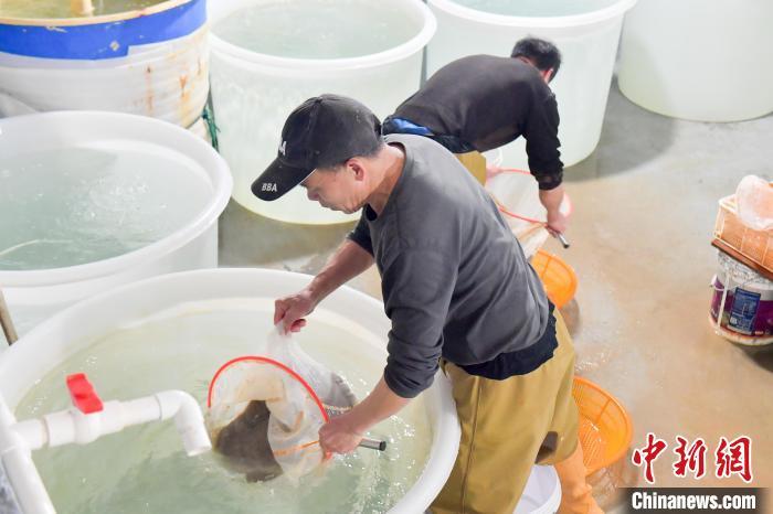 刘其燚 摄2023年,福建省蓝粮渔业有限公司在鉴江镇圣塘村建立了海马