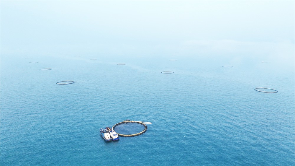 昌江推进深蓝渔业金鲳鱼迎来丰收季