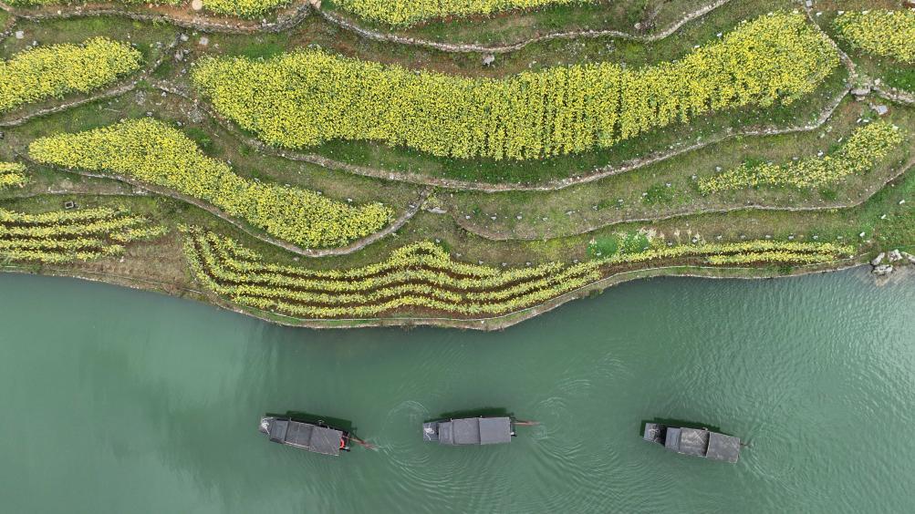 3月14日，贵州省遵义市播州区乌江寨景区一景（无人机照片）。新华社记者 杨楹 摄