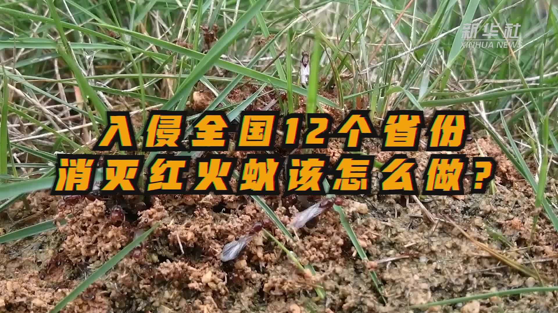 入侵全国12省份消灭红火蚁该怎么做