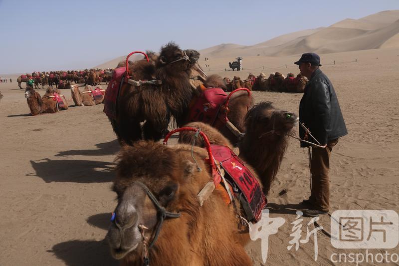 2024年3月18日，农户在甘肃省敦煌市鸣沙山月牙泉景区驼场对骆驼进行起卧训练。