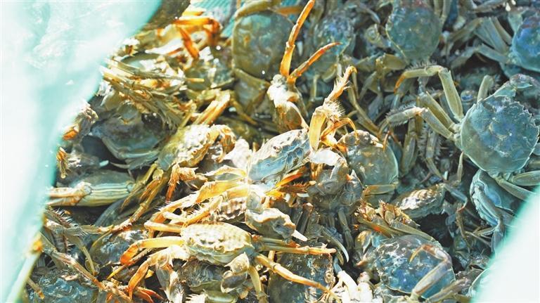 螃蟹“落户”高台　高台县委宣传部供图