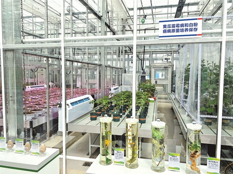 国家生物育种产业创新中心表型鉴定与加速育种智能温室。记者 刘晓波 摄