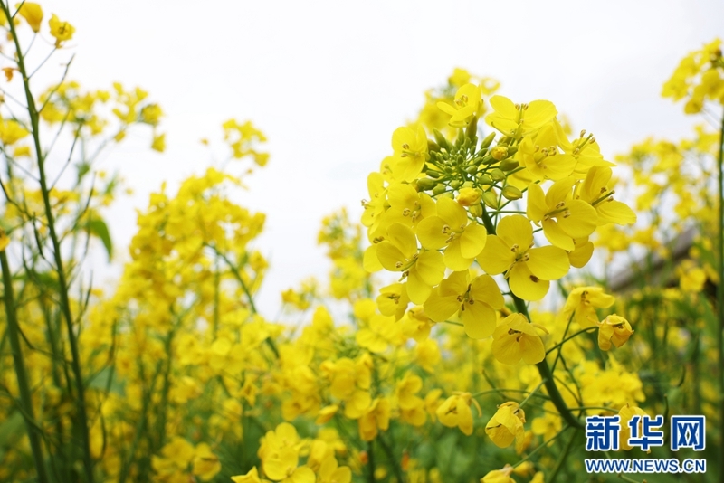 最美油菜花风景图片图片