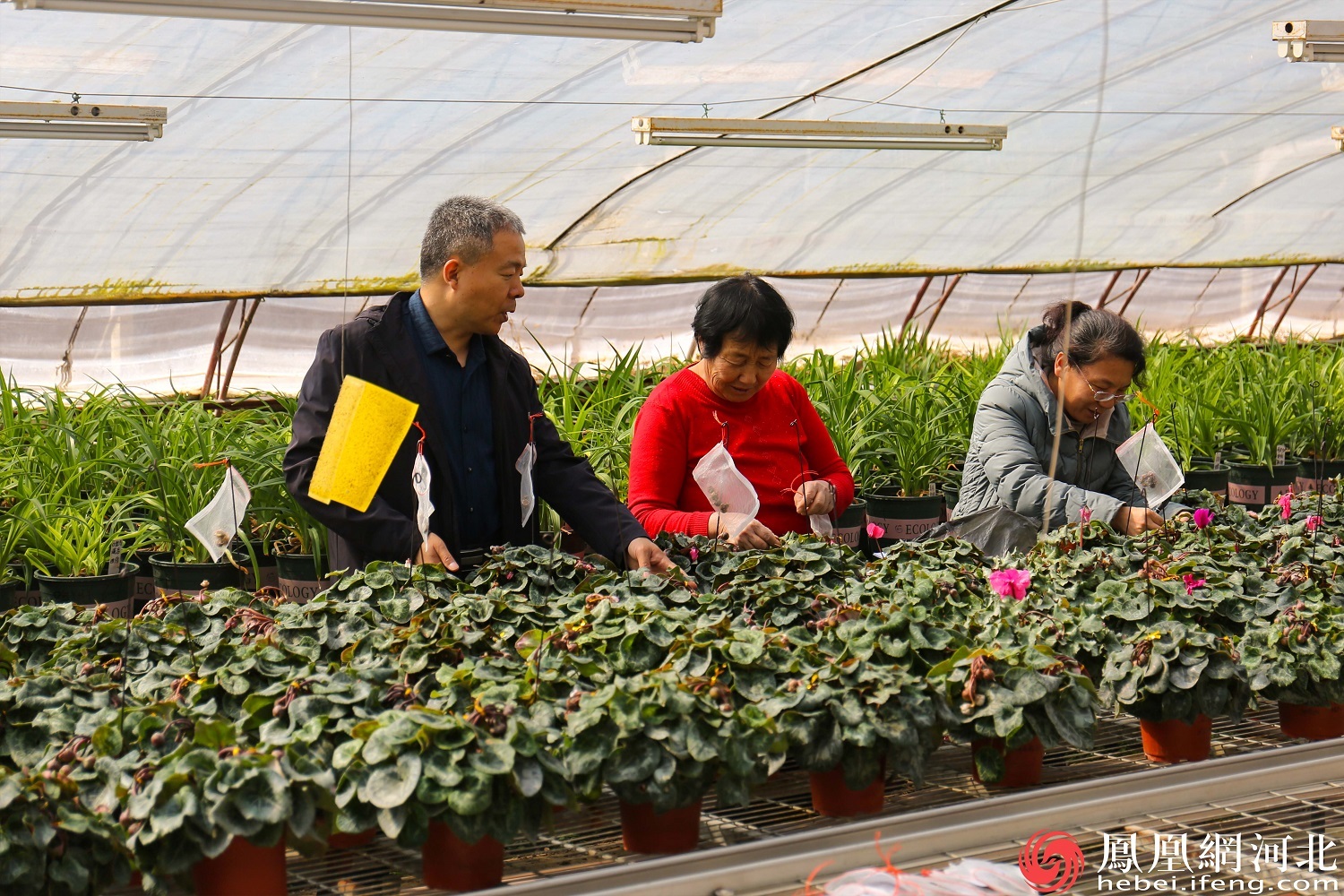 边光亚与团队其他成员一起观察记录种子培育情况