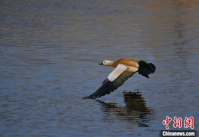 赤麻鸭在水面上飞翔。刘栋 摄