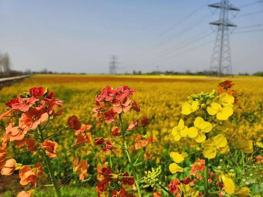 跨入赏花季 花开更肆意凤凰网湖北_凤凰网