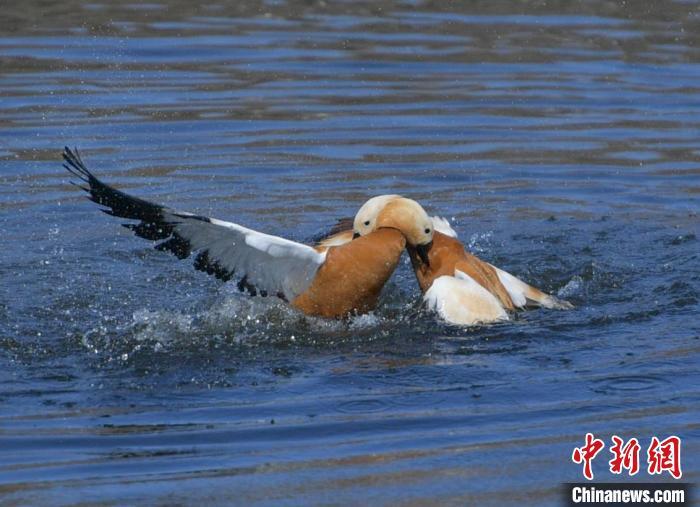 两只赤麻鸭在水中嬉戏。刘栋 摄