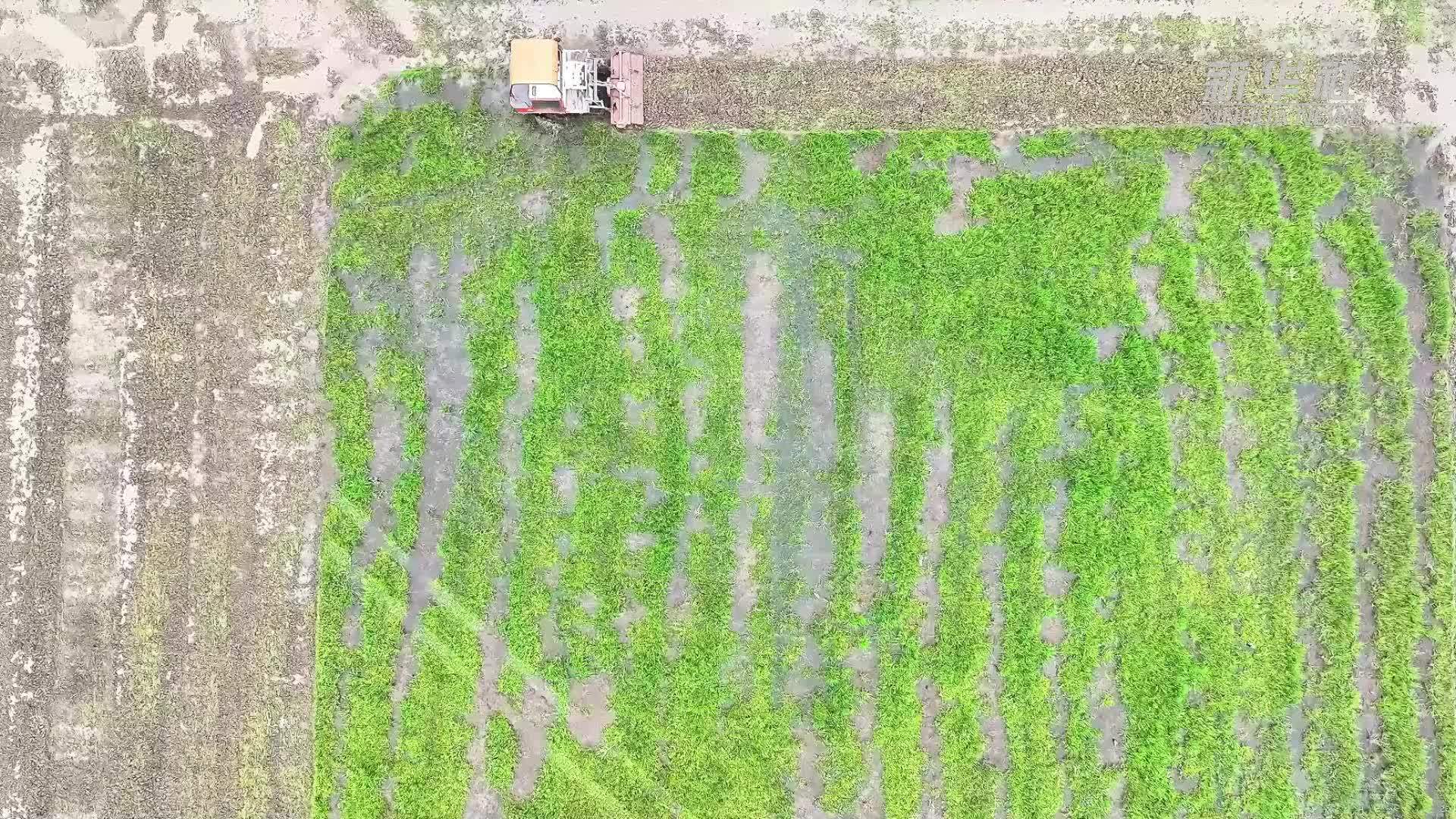 湖南衡山：不负春耕好时光 田间地头生产忙