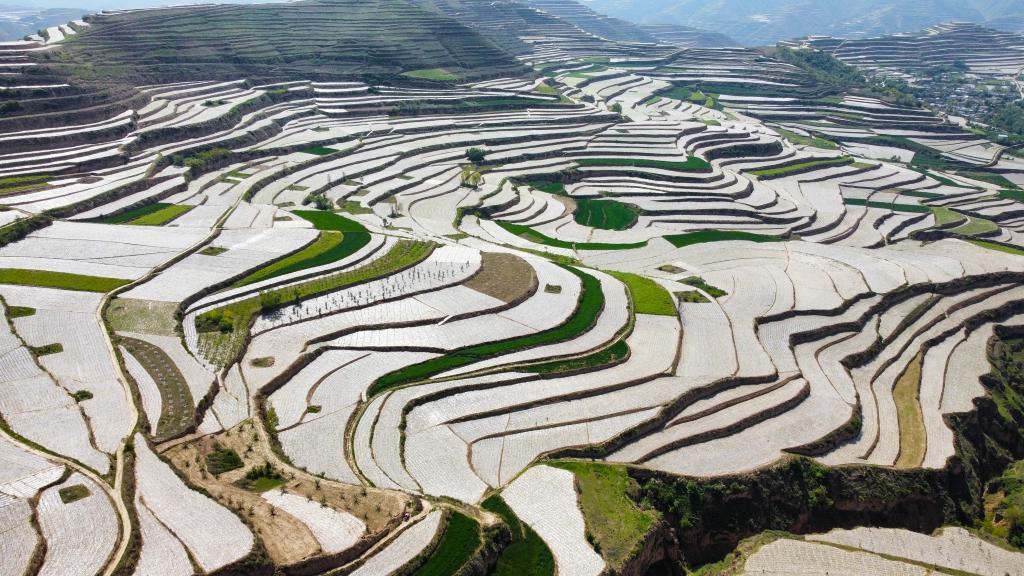2022年5月17日拍摄的天水市武山县马力镇万亩玉米种植基地景象（无人机照片）　新华社记者　姜伟超　摄