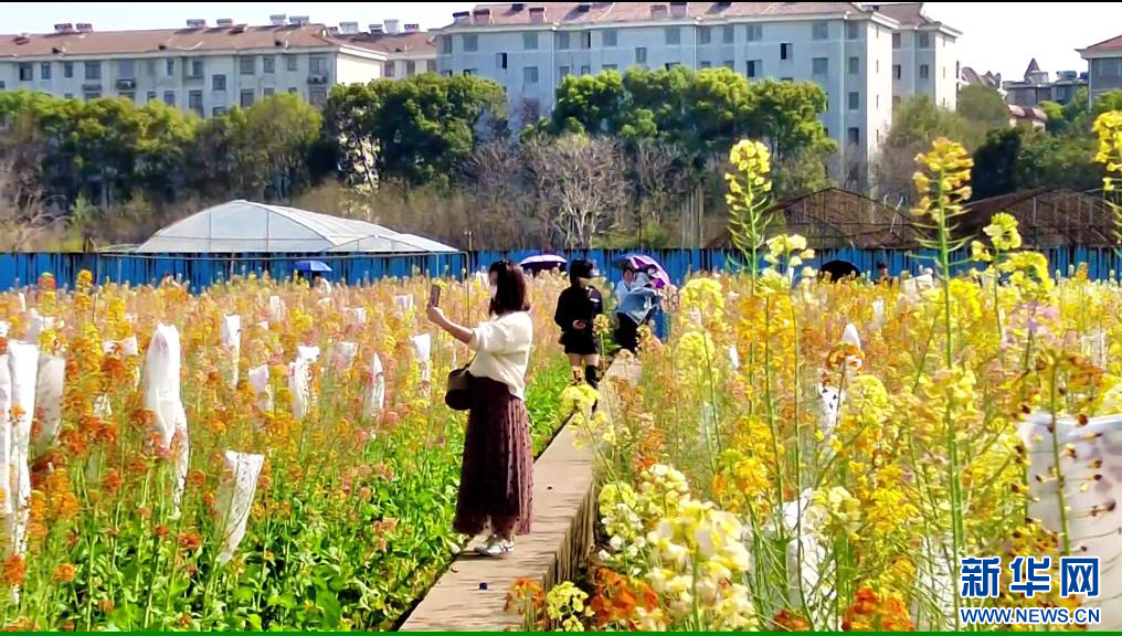 江西农业大学油菜花图片