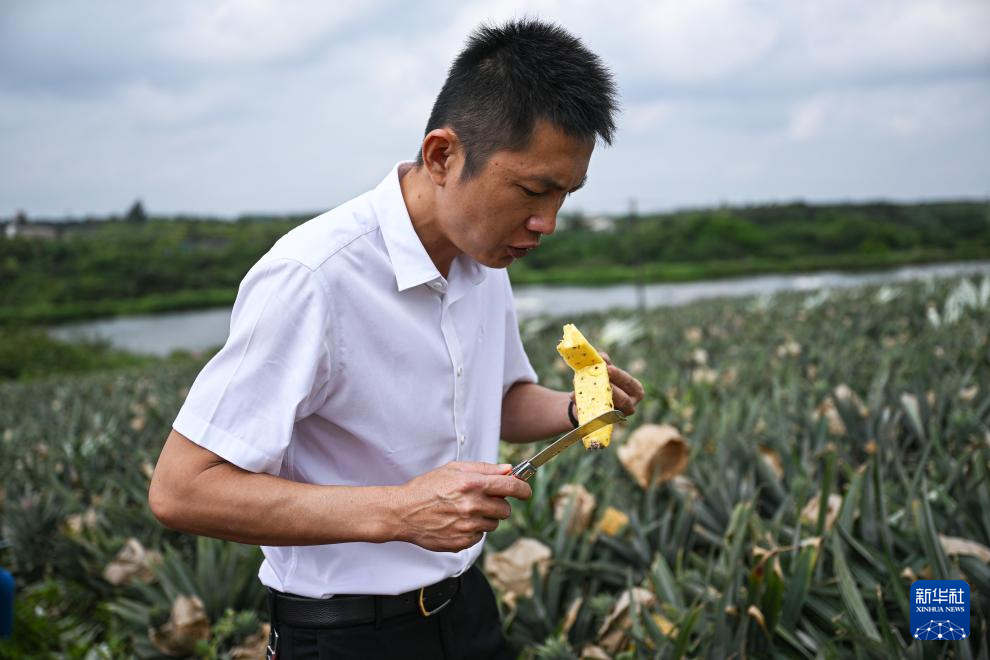 3月18日，韩衍在海南省文昌市锦山镇花园村查验凤梨口味和成熟度。新华社记者 蒲晓旭 摄